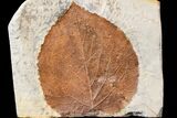Fossil Leaf (Davidia) - Montana #165027-1
